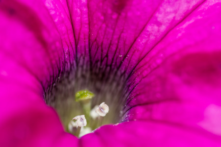 macro shot of a petunia with bright vivid colorの写真素材