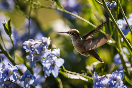 close up of a beautiful scene with a hummingbird fling feeding in blue flowersの写真素材
