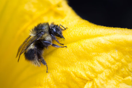 close up of a bumble bee crawling on a yellow squash flower