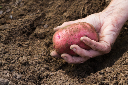 hand holding an organic home grown red skinned potatoの写真素材