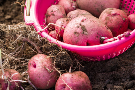 organic home grown red skinned potatoes in a pink basketの写真素材