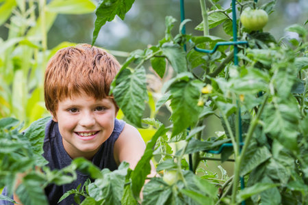 portrait of a young boy looking through tomato plants in his home gardenの写真素材