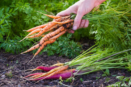 hands holding a bunch of freshly harvested carrots from a local home gardenの写真素材