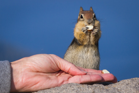 close up of a hand holding a nut and a trusting chipmunk feedingの写真素材