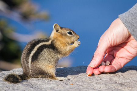 close up of a hand holding a nut and a trusting chipmunk feedingの写真素材