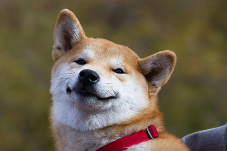 cute smiling shiva inu puppy outdoors with a autumn backgroundの写真素材