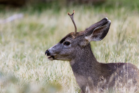 small male deer relaxing on the grass at Zion national Park in southern Utah