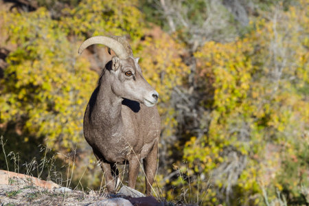 portrait of a young big horn sheep in Zion National Park in southern Utahの写真素材