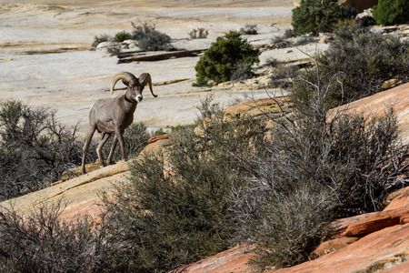 portrait of an adult male big horn sheep on the sandstone cliffs of Zion National Park in Utahの写真素材