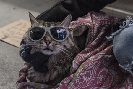 Las Vegas Nevada - December 18 : homeless cat sitting in a blanket wearing sunglasses at night , December 18 2014 in Las Vegas, Nevadaのeditorial素材