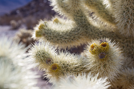 Cholla cactus in the Joshua Tree National Park in Southern Californiaの写真素材