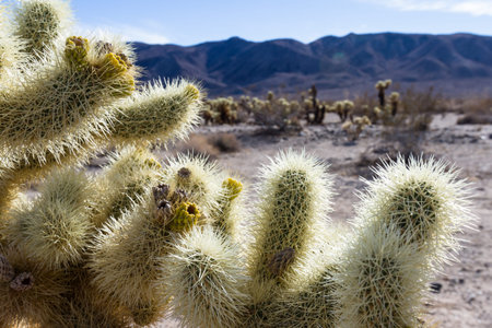 Cholla cactus in the Joshua Tree National Park in Southern California