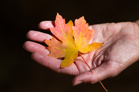 close up of a female hand holding a maple leaf in autumn with multiple colors over a dark backgroundの写真素材