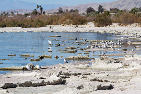 The Salton Sea in southern California is home to numerous birds, in this picture are some seagulls and a great egret.の写真素材