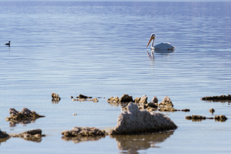 American white pelican in the Salton Sea in Southern Californiaの写真素材