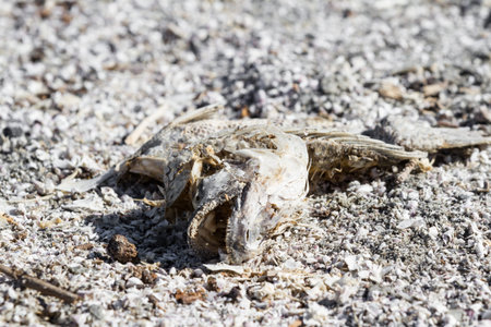 Close up of a dead dried fish in the Salton Sea in Southern California