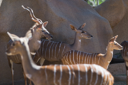 greater kudu (tragelaphus strepsiceros) or woodland antelope seen here in a zoo.の写真素材