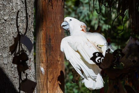 White cockatoo perched on a branch enjoying the sun at the aviaryの写真素材