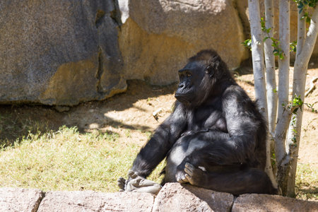 adult western gorilla sitting under a tree for shade