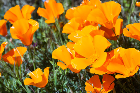 Close up of a California Poppy in spring time with bright beautiful orange colorの写真素材