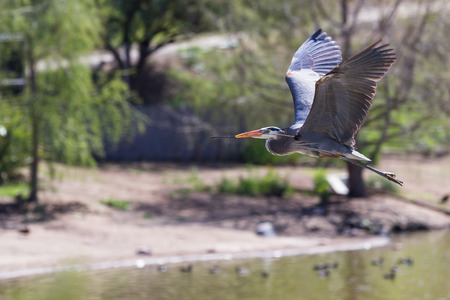 a great blue heron standing on a green marsh in southern Californiaの写真素材
