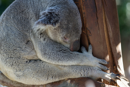 close up of a koala at a zoo, resting up high on wooden logsの写真素材