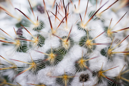 close up detail of an ornamental cactus for a texture backgroundの写真素材