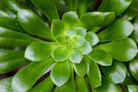 close up of a green leafy plant for a natural texture or backgroundの写真素材