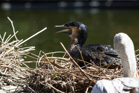 close up of a great cormorant nesting along side the lakeの写真素材