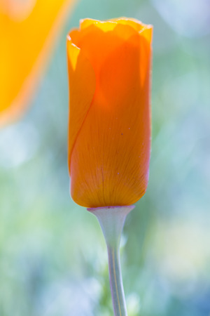 Close up of a California Poppy in spring time with bright beautiful orange colorの写真素材