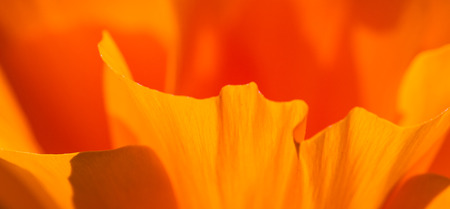 close up of a soft orange petal of a California Poppyの写真素材