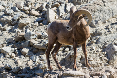 Desert big horn sheep on a bare rock mountain in southern Californiaの写真素材