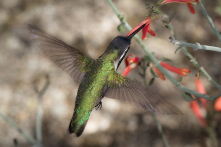 black chinned hummingbird ( Archilochus alexandri) . Male hummer feeding on orange tube flowersの写真素材