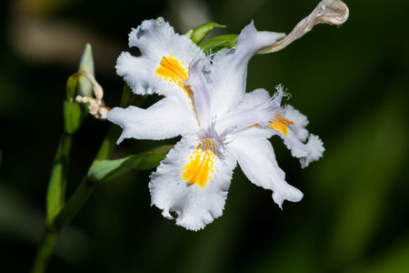 close up of a beautiful orchid in a dark green house in Southern California