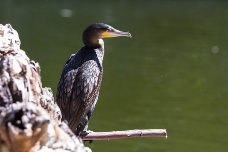 close up of a great cormorant perched on a branch above the lakeの写真素材