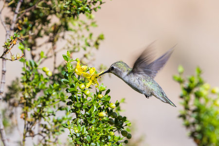 small Anna's Hummingbird - Calypte anna - feeding on desert flowers in Southern Californiaの写真素材