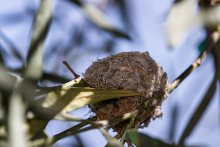 a humming bird nest made with small leaves, hair and even spider webs for flexibility and strengthの写真素材