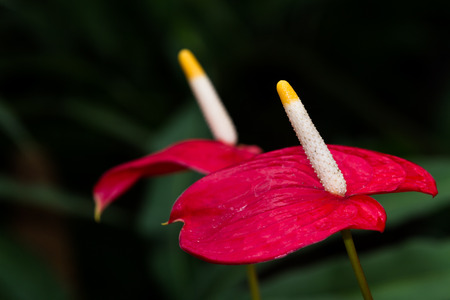 close up of two flamingo flowers on a dark natural backgroundの写真素材