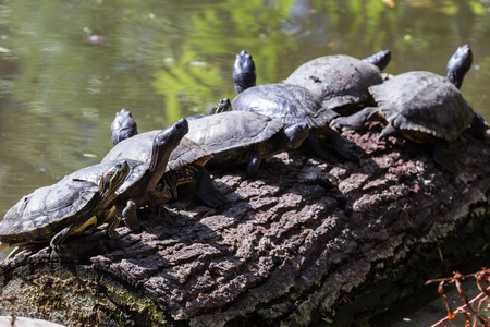 group of 8 turtles on a log soaking in the sun after climbing out of the pondの写真素材