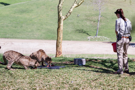 San Diego Zoo Safari, Escondido, California - March 04 : zoo keepers feeding the cheetahs, March 04 2015 in San Diego Zoo Safari, Escondido, California.のeditorial素材