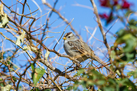 small song sparrow perch on a shrub in the California desertの写真素材