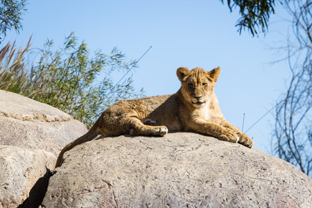 close up of a lion cub sitting on a rock enjoying the sunshineの写真素材