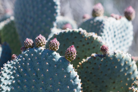 Close up of A prickly pear cactus with blooms beginning to form on topの写真素材