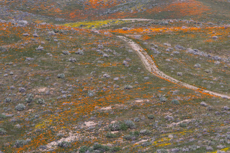 Early spring flowers blooming along the walking trail of the Antelope Valley Poppy Preserve in Californiaの写真素材
