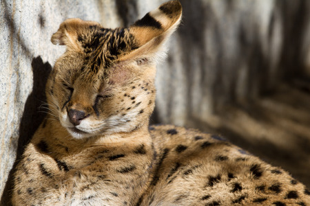 close up of an Oncilla or little spotted cat in a Californian zoo, a protected wildcat.の写真素材