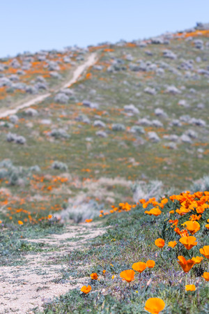 Early spring flowers blooming along the walking trail of the Antelope Valley Poppy Preserve in Californiaの写真素材
