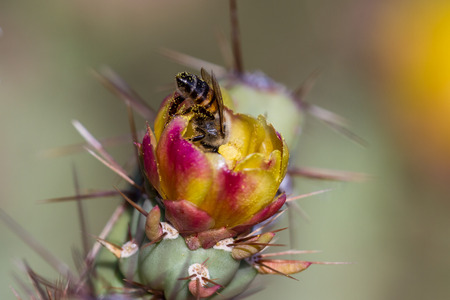 close up of a beautiful orange flower with a bee in it on a desert cactus in Arizonaの写真素材