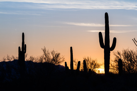 Arizona desert landscape at sunset with saguaro cactus silhouettedの写真素材