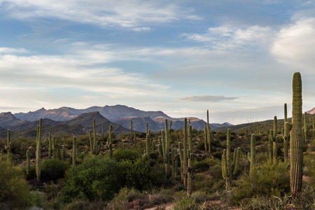 desert landscape in Arizona with the beautiful Saguaro cactus in springtimeの写真素材