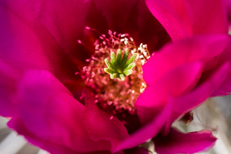 close up of a beautiful purple flower on a desert cactus in Arizonaの写真素材